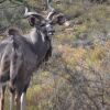 Отель African Game Lodge, фото 38