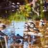 Отель Lorne Foreshore Caravan Park, фото 18