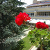 Отель Glicinia Hotel, фото 1