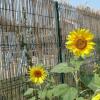 Гостиница Guest House Ecohouse Belye Rosy, фото 22