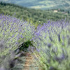 Отель Luxury Chianti in La Farfalla, фото 24