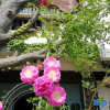 Отель Taining Flower House B&B, фото 7