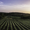 Отель Carter Creek Winery Resort & Spa, фото 30