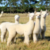 Отель Silverstream Alpaca Farmstay and Tour, фото 26