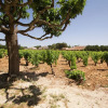 Отель Detached Holiday Home on the Edge of a Vineyard at Châteauneuf-du-pape, фото 16