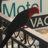 Отель Royal Motel Miles, 4 Star, Free Wifi, фото 23