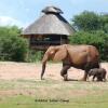 Отель Rhino Safari Camp, фото 12