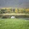 Отель Galleri Laugarvatn, фото 25