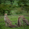 Отель Wilderness Camp, фото 13