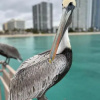 Отель Ocean Front Miami, фото 24