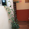 Отель Hostal Downtown Quito, фото 1