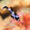 Отель Marine Lodge Marea Ishigakijima, фото 13