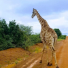 Отель OuKlip Game Lodge, фото 9