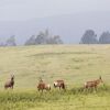 Отель Brahman Hills, фото 16