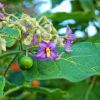 Отель Cuevas de Barreto, фото 11