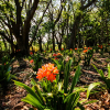 Отель Olivewood, фото 14