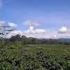 Отель Hacienda Cafetera La Gaviota, фото 1