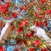 Отель Lorne Foreshore Caravan Park, фото 26