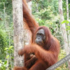 Отель Arut Riverside Orangutan Guest house, фото 46