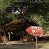 Отель Lake Natron Tented Camp, фото 4