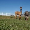 Отель Four Points Alpacas B&B, фото 21