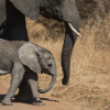 Отель Nkala Safari Lodge, фото 26