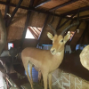 Отель Nyangombe Safari Lodge, фото 31