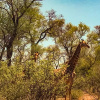 Отель Zingela Nature Reserve - Leadwood Lodge, фото 11