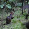 Отель Estación Biológica Tamandua, фото 22