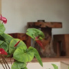 Отель Alamanda Guest House, фото 15