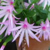 Отель Plas I Fan, фото 16
