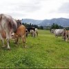 Отель Familienbauernhof Metzler, фото 10