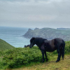 Отель Lovely Holiday Home nr Kynance Cove, фото 14