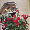 Отель The Cottage Inn, фото 29