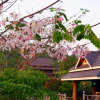 Отель Rattikanchana Resort, фото 14