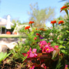 Отель Suzana - Green Oasis - A2, фото 10
