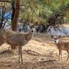 Отель The Hideout - Pet Friendly - The Hideout is the Perfect Spot for a Relaxing Yosemite Vacation by Red, фото 13