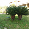 Отель Villa Marilena, фото 20
