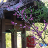 Отель Nuodeng Yuanse Homestay, фото 5