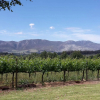 Отель Belfield Wines and Farm Cottages, фото 12
