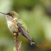 Отель Miriam's Quetzaly lodge, фото 8