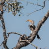 Отель Oase by 7 Star Lodges - Greater Kruger Private 530ha Reserve, фото 31