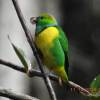 Отель Miriam's Quetzaly lodge, фото 9
