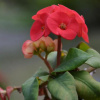 Отель Tigraviers Bed & Breakfast, фото 17