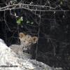 Отель Varawal Jawai Leopard Safari Camp, фото 5