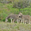 Отель Garden Route Safari Camp, фото 42