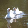 Отель Camping de lEtang du Pays Blanc, фото 14