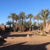 Отель Kasbah Desert Camp, фото 13