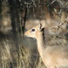Отель Ijaba Lodge, фото 25