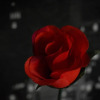 Отель TLC Exmouth Bed and Breakfast, фото 14